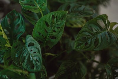 Monstera Adansonii
